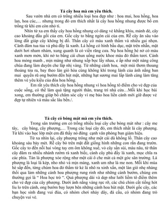 Tổng Hợp Các Bài Văn Mẫu Lớp 4 | Pdf