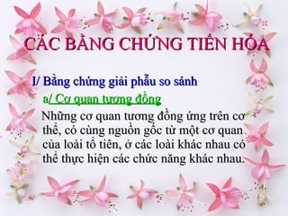 CÁC BẰNG CHỨNG TIẾN HÓA I/ Bằng chứng giải phẫu so sánh a / Cơ quan tương đồng Những cơ quan tương đồng ứng trên cơ thể, có cùng nguồn gốc từ một cơ quan của loài tổ tiên, ở các loài khác nhau có thể thực hiện các chức năng khác nhau. 