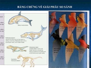 BẰNG CHỨNG VỀ GIẢI PHẪU SO SÁNH 