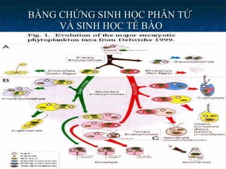 BẰNG CHỨNG SINH HỌC PHÂN TỬ  VÀ SINH HỌC TẾ BÀO 