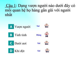 Câu 1 : Dạng vượn người nào dưới đây có mối quan hệ họ hàng gần gũi với người nhất Vượn người Đười ươi Tinh tinh Khỉ đột A B C D Sai  Đúng  Sai  Sai  