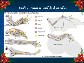 CÊu t¹o x­¬ng chi tr­íc phï hîp víi chøc n¨ng  