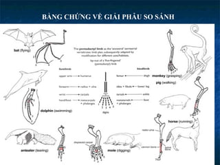 BẰNG CHỨNG VỀ GIẢI PHẪU SO SÁNH 