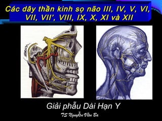 Các dây thần kinh sọ não III, IV, V, VI,Các dây thần kinh sọ não III, IV, V, VI,
VII, VII’, VIII, IX, X, XI và XIIVII, VII’, VIII, IX, X, XI và XII
Giải phẫu Dài Hạn Y
TS Nguy n V n Baễ ă
 