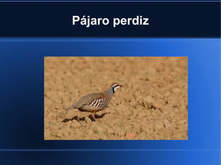 Pájaro perdiz