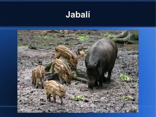 Jabalí