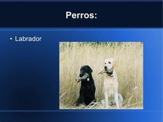 Perros:
● Labrador