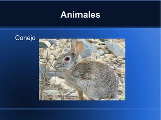 Animales
Conejo