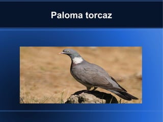 Paloma torcaz