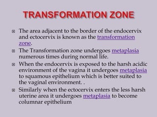 The area adjacent to the border of the endocervix
and ectocervix is known as the transformation
zone.
 The Transformation zone undergoes metaplasia
numerous times during normal life.
 When the endocervix is exposed to the harsh acidic
environment of the vagina it undergoes metaplasia
to squamous epithelium which is better suited to
the vaginal environment. .
 Similarly when the ectocervix enters the less harsh
uterine area it undergoes metaplasia to become
columnar epithelium
 