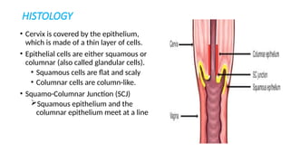 HISTOLOGY
• Cervix is covered by the epithelium,
which is made of a thin layer of cells.
• Epithelial cells are either squamous or
columnar (also called glandular cells).
• Squamous cells are flat and scaly
• Columnar cells are column-like.
• Squamo-Columnar Junction (SCJ)
Squamous epithelium and the
columnar epithelium meet at a line
 