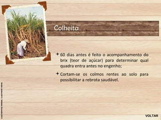 Colheita


60 dias antes é feito o acompanhamento do
 brix (teor de açúcar) para determinar qual
 quadra entra antes no engenho;
Cortam-se os colmos rentes ao solo para
 possibilitar a rebrota saudável.




                                         VOLTAR
 