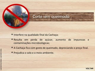 Corte sem queimada



Interfere na qualidade final da Cachaça;
Resulta em perda de açúcar, aumento de impurezas e
 contaminações microbiológicas;
A Cachaça fica com gosto de queimado, depreciando o preço final.
Prejudica o solo e o meio ambiente.




                                                              VOLTAR
 