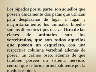 Los bípedos por su parte, son aquellos que poseen únicamente dos patas que utilizan para desplazarse de lugar a lugar y mayoritariamente, los animales bípedos son los diferentes tipos de ave. Otra de las clases de animales son los vertebrados, que son todos aquellos que poseen un esqueleto, con una respectiva columna vertebral además de poseer un cráneo óseo, además de que también poseen un sistema nervioso central que se forma principalmente por la medula espinal. 
