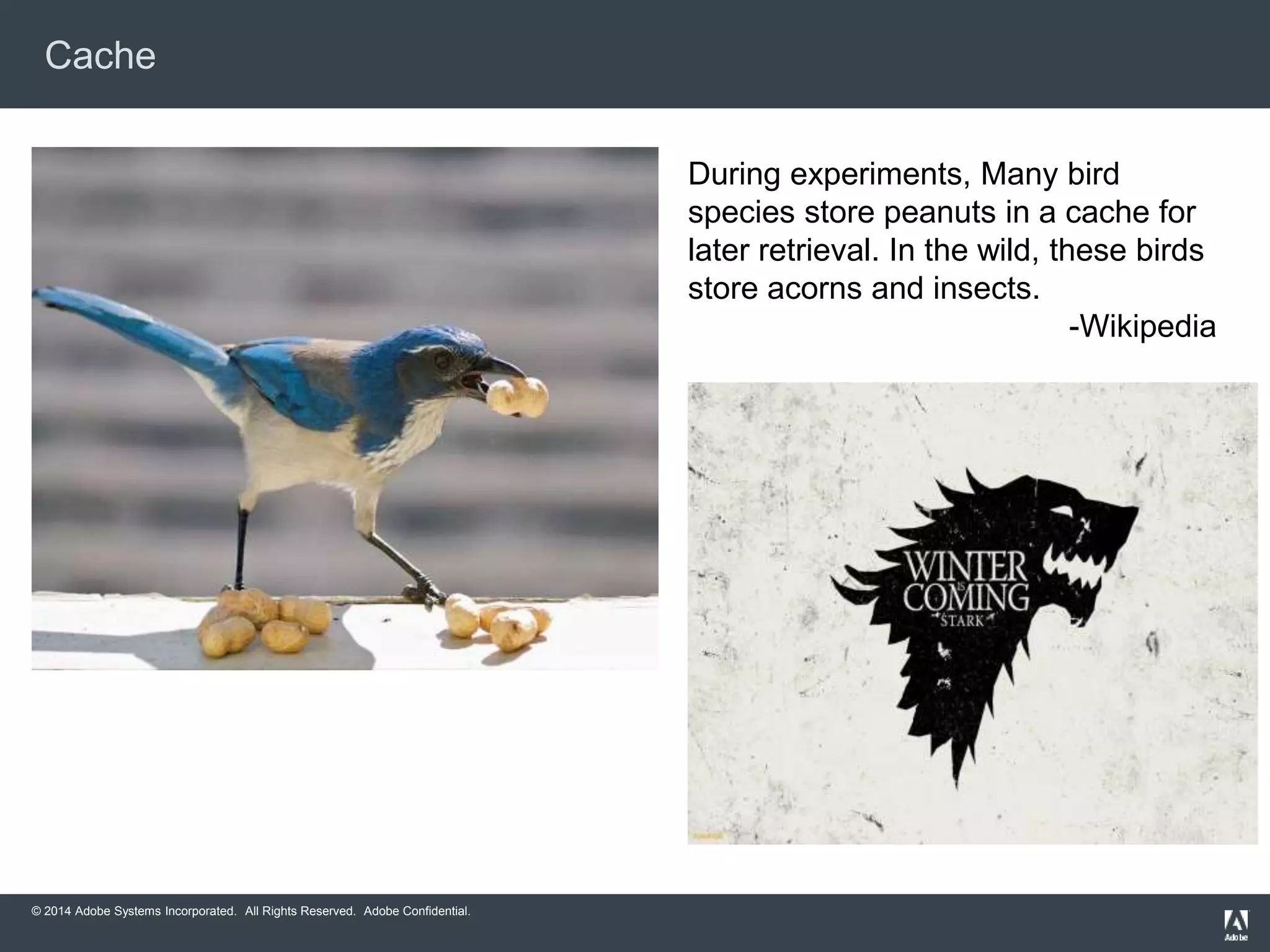 Cache 
© 2014 Adobe Systems Incorporated. All Rights Reserved. Adobe Confidential. 
During experiments, Many bird 
species store peanuts in a cache for 
later retrieval. In the wild, these birds 
store acorns and insects. 
-Wikipedia 
 