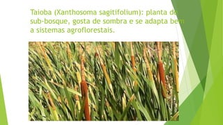 Taioba (Xanthosoma sagitifolium): planta de
sub-bosque, gosta de sombra e se adapta bem
a sistemas agroflorestais.
 