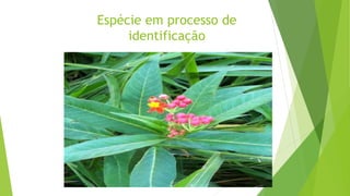 Espécie em processo de
identificação
 