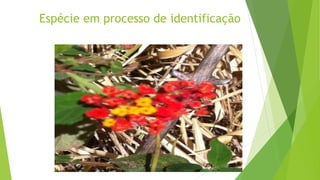 Espécie em processo de identificação
 
