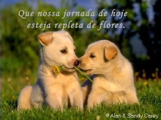 Que nossa jornada de hoje  esteja repleta de flores. 