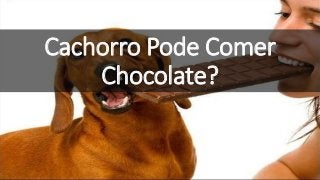 Cachorro Pode Comer
Chocolate?
 