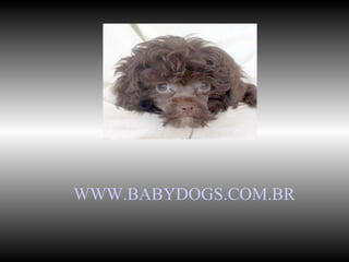 WWW.BABYDOGS.COM.BR 