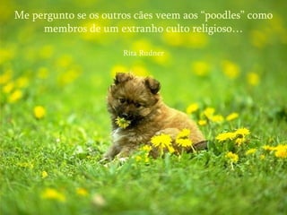 Me pergunto se os outros cães veem aos “poodles” como membros de um extranho culto religioso… Rita Rudner 