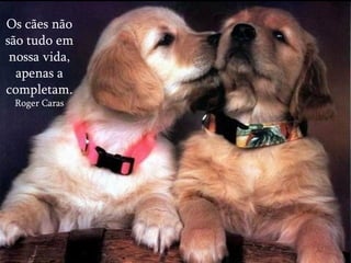 Os cães não são tudo em nossa vida, apenas a completam. Roger Caras 