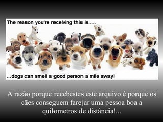 A razão porque recebestes este arquivo é porque os cães conseguem farejar uma pessoa boa a quilometros de distância!... 