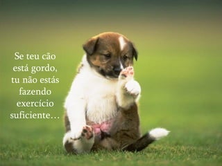 Se teu cão está gordo, tu não estás fazendo exercício suficiente… 