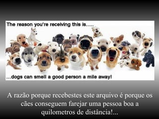A razão porque recebestes este arquivo é porque os cães conseguem farejar uma pessoa boa a quilometros de distância!... 