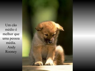 你默默的回首 Um cão médio é melhor que uma pessoa média. Andy Rooney 