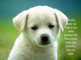 Minha meta na vida é ser uma pessoa tão boa como meu cão acredita que eu seja! 