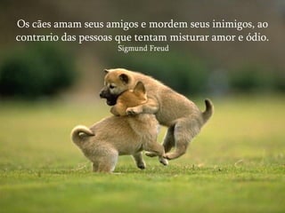 Os cães amam seus amigos e mordem seus inimigos, ao contrario das pessoas que tentam misturar amor e ódio. Sigmund Freud 