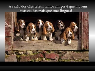 A razão dos cães terem tantos amigos é que movem suas caudas mais que suas linguas !  
