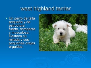 west highland terrier ,[object Object]