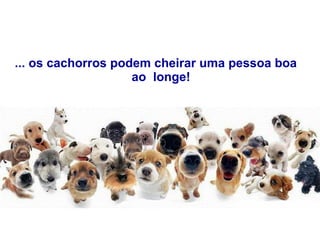 ... os cachorros podem cheirar uma pessoa boa    ao  longe! 