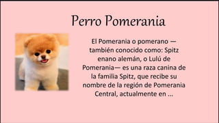 Perro Pomerania
El Pomerania o pomerano —
también conocido como: Spitz
enano alemán, o Lulú de
Pomerania— es una raza canina de
la familia Spitz, que recibe su
nombre de la región de Pomerania
Central, actualmente en ...
 