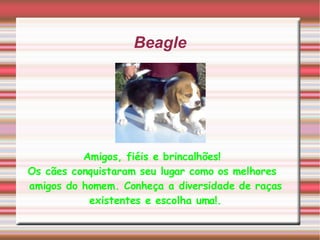 Beagle Amigos, fiéis e brincalhões! Os cães conquistaram seu lugar como os melhores amigos do homem. Conheça a diversidade de raças existentes e escolha uma!. 