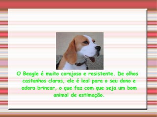 O Beagle é muito corajoso e resistente. De olhos castanhos claros, ele é leal para o seu dono e adora brincar, o que faz com que seja um bom animal de estimação. 