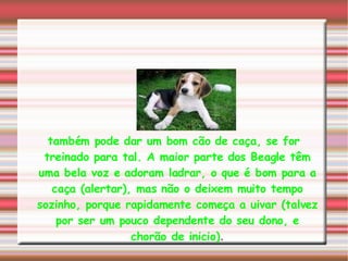 também pode dar um bom cão de caça, se for treinado para tal. A maior parte dos Beagle têm uma bela voz e adoram ladrar, o que é bom para a caça (alertar), mas não o deixem muito tempo sozinho, porque rapidamente começa a uivar (talvez por ser um pouco dependente do seu dono, e chorão de inicio) . 