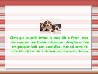Claro que se pode treiná-lo para não o fazer, mas não esperem resultados milagrosos. Adapta-se bem em qualquer lado com condições, mas tal como foi referido atrás: não o deixem sozinho muito tempo. 