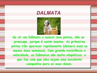 DALMATA Se vir um Dálmata a nascer sem pintas, não se preocupe, porque é assim mesmo. As primeiras pintas irão aparecer rapidamente (demora mais ou menos duas semanas). Com grande resistência e velocidade, os Dálmatas são muito simpáticos, o que faz com que eles sejam uma excelente companhia para os seus donos. 