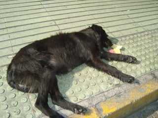 Vira-latas de Santiago do Chile  - parte 2