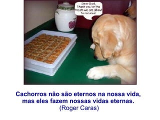 Cachorros não são eternos na nossa vida,  mas eles fazem nossas vidas eternas.  (Roger Caras) 