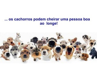 ... os cachorros podem cheirar uma pessoa boa    ao  longe! 