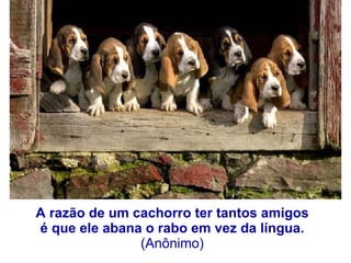 A razão de um cachorro ter tantos amigos  é que ele abana o rabo em vez da língua.  (Anônimo)  