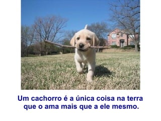 Um cachorro é a única coisa na terra  que o ama mais que a ele mesmo. 