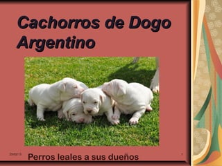 Cachorros de Dogo
    Argentino




           Perros leales a sus dueños
25/02/13                                1
 