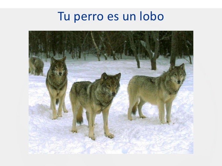 desde lobos a perros jaume camps pdf