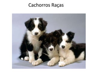 Cachorros Raças 